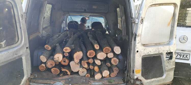 Превоз на дърва без билет и контролна марка е сред най-честите нарушения, засечени от горските служители на Северозападното държавно предприятие