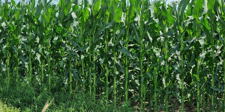 site.btaДобивите от царевица в Монтанско са по-високи от миналогодишните, но от слънчоглед са по-ниски