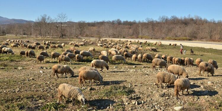 site.btaНад 40 овце са откраднати от кошара в монтанското село Василовци