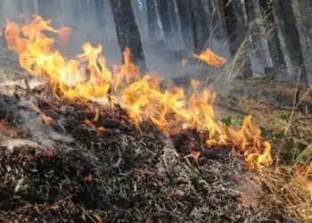 Заповед за обявяване на пожароопасния сезон в Монтана