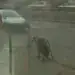 1502120199 2111429974