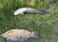 Спипаха трима бракониери на риба край язовир "Огоста" Montana Live TV