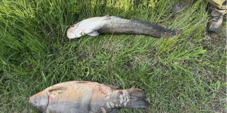 Спипаха трима бракониери на риба край язовир "Огоста" - Montana Live TV