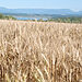 По-високи добиви от пшеница се очакват в област Монтана през текущата година - Montana Live TV