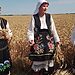 Жътва на пшеница в Златията: Прогнозиран добив и качество на зърното - Montana Live TV