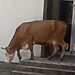 Кифли, ценящи изкуството: Крави направиха неочакван опит за посещение на градската галерия във Вършец - Montana Live TV