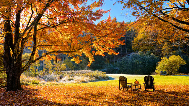 Beautiful vibrant maple tree during autumn with wooden resting chairs and fallen leaves