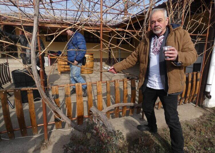 Лом отпразнува Трифон Зарезан с конкурс за най-добро вино и народно веселие /снимки/