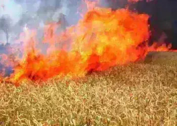 Пожар изпепели 7 декара пшеница в землището на село Мърчево