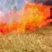 Пожар изпепели 7 декара пшеница в землището на село Мърчево