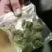 Млада жена сама се предаде с дрога в Монтана, полицията иззе близо 22 грама амфетамин