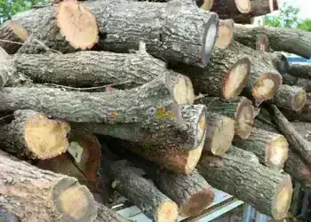 Намерени незаконни дърва в къща в Монтанско