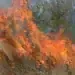 Голям пожар край село Станево унищожи лозов масив и слънчогледова нива