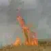 Пожар унищожи шипкови насаждения в с. Крива бара