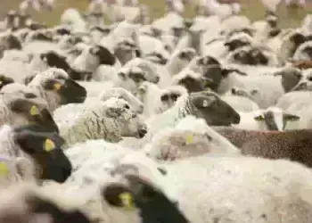 Животновъдите в Монтана предупредени: БАБХ затяга контрола заради „Шарка“ и „Син език“