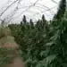 Хванаха мъж да отглежда 10 кила канабис в село Студено буче