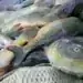 Вижте цените на шаранът в Монтана се продава между 10 и 17 лв./кг дни преди Никулден