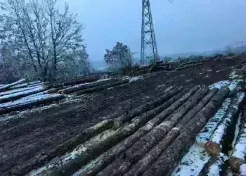 Какво се случва? Масова сеч в боровата гора край Монтана, чия е собствеността?