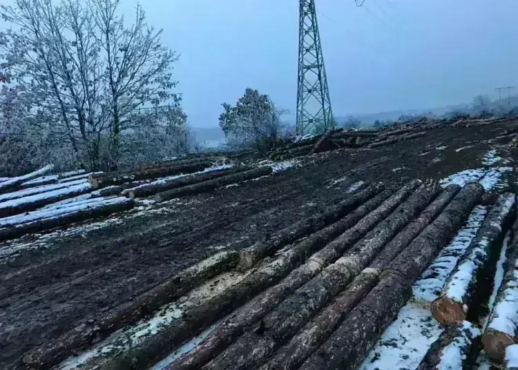 Какво се случва? Масова сеч в боровата гора край Монтана, чия е собствеността?