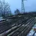 Какво се случва? Масова сеч в боровата гора край Монтана, чия е собствеността?