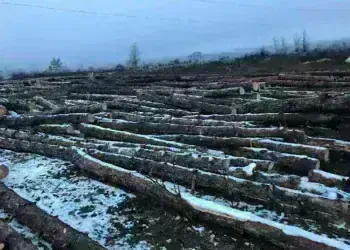 Сигнал до министър за сеч на борова гора край Монтана, отказан протокол и съмнения за нарушения, вижте защо