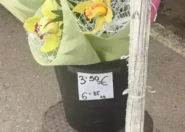 Колко струват цветята за 8 март: проверихме цените по сергиите
