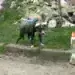 Кучета, пари и въпроси без отговор: нов скандал с бездомните животни в Монтанско